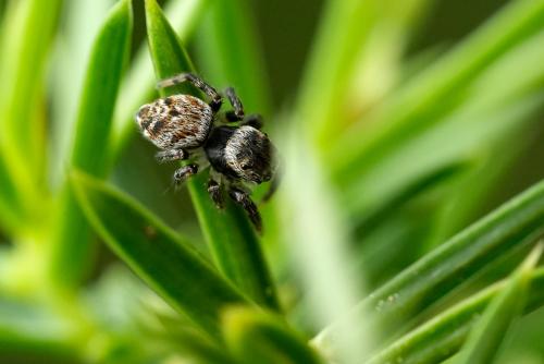 Evarcha sp.